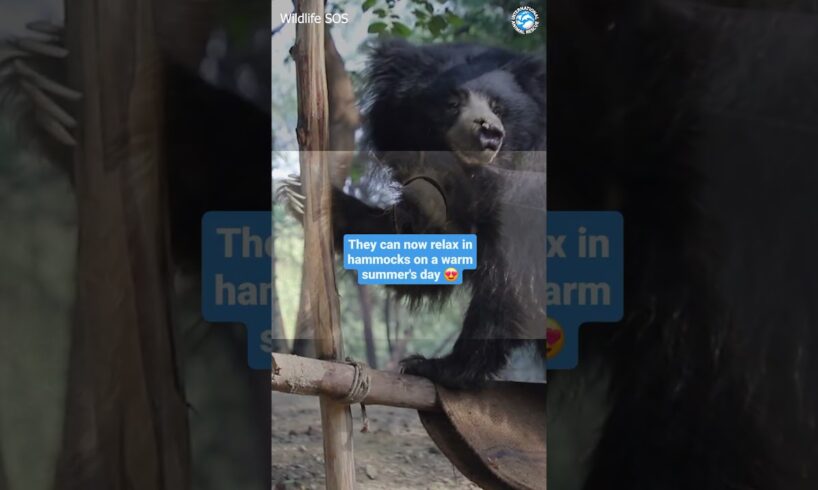 Sloth Bears Were Brutally Abused in India...