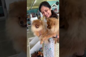 Small dogs Cute Puppies Love❤️ #sushmakiron #ytshorts