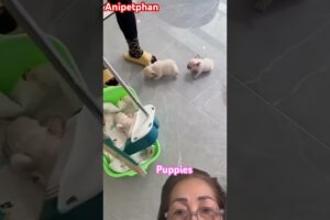 So funny cute puppies #short #puppies ##cutefunny