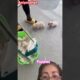 So funny cute puppies #short #puppies ##cutefunny