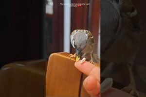 Sparrow 🐦 Part 1 | Rescue | #shorts #youtubeshorts #trending #birds