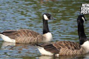 Springfield, Ohio, man reported Haitian migrants snatching geese out of park just 2 weeks ago