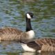 Springfield, Ohio, man reported Haitian migrants snatching geese out of park just 2 weeks ago