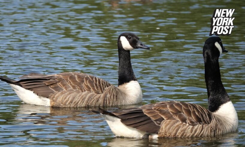 Springfield, Ohio, man reported Haitian migrants snatching geese out of park just 2 weeks ago