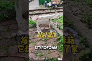 Stray Cat Lives Inside Styrofoam Box After Friend Got Taken❤️ #animalshorts #catshorts #cat