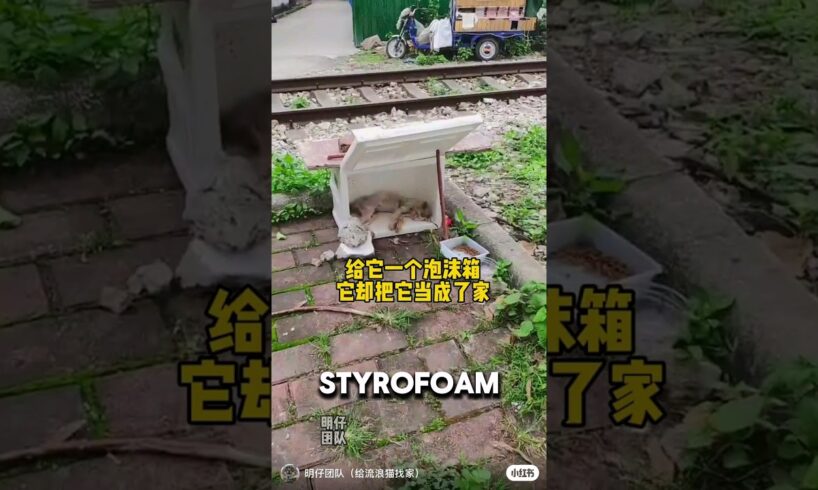 Stray Cat Lives Inside Styrofoam Box After Friend Got Taken❤️ #animalshorts #catshorts #cat