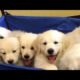 Take a minute with me to watch the cutest puppies on earth please lol (compilation)