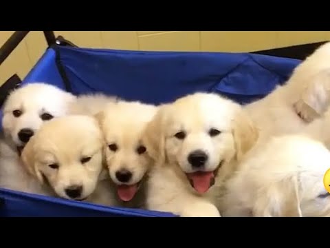 Take a minute with me to watch the cutest puppies on earth please lol (compilation)