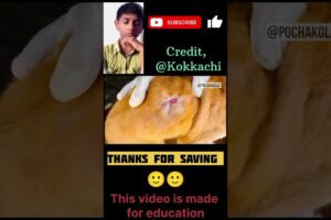 Thanks for save the animal, @kokkachi. Beautiful animal rescue ❤️🥰. #shorts #animals