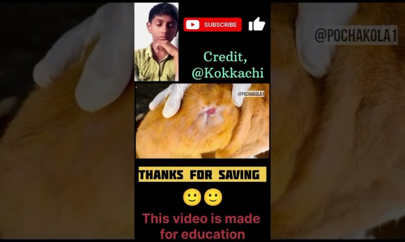 Thanks for save the animal, @kokkachi. Beautiful animal rescue ❤️🥰. #shorts #animals