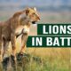 The Apex Predators Fighting To Feed Their 21 Lion Family | Pride In Battle | Full Documentary