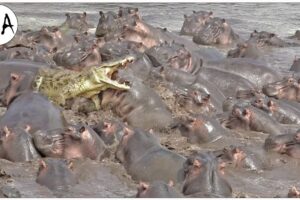 The Bloody Battle In The Swamp! Crocodile Is Trapped Between 100 Hippos And A Mysterious Ending