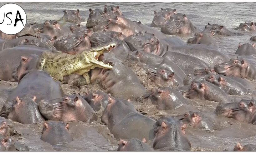 The Bloody Battle In The Swamp! Crocodile Is Trapped Between 100 Hippos And A Mysterious Ending