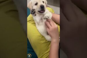 The Cutest Puppies Compilation That Will Melt Your Heart