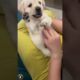 The Cutest Puppies Compilation That Will Melt Your Heart