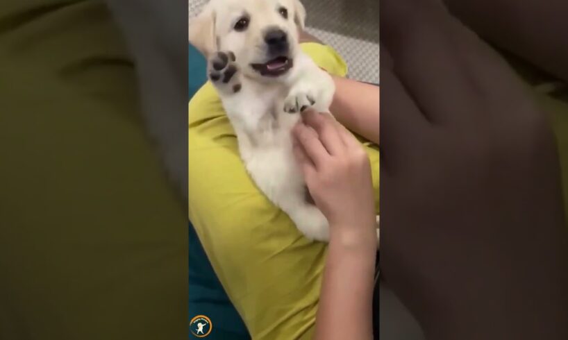 The Cutest Puppies Compilation That Will Melt Your Heart