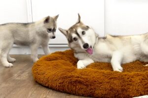 The Cutest Puppies! Husky Adopted the Puppies as Her Own!