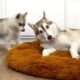 The Cutest Puppies! Husky Adopted the Puppies as Her Own!