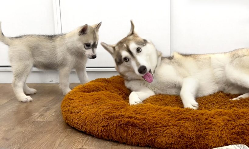 The Cutest Puppies! Husky Adopted the Puppies as Her Own!