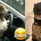 The Cutest Puppies and Kittens Doing the Funniest Things! Watch Until the End! 🐾❤️