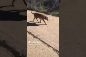 The Happy Rescue Dog