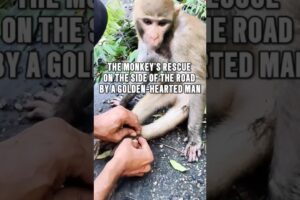 The Kind Man's Roadside Monkey Rescue #animals