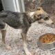 The New Dog with 3 Legs is in the Shelter - Takis Shelter