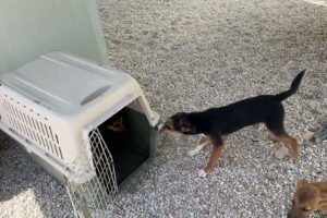 The New Girl is getting to Know Markus and Chico! - Takis Shelter