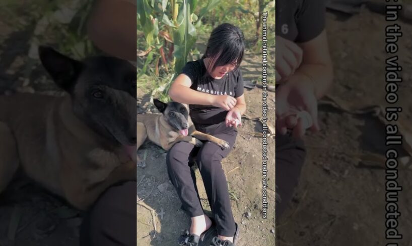 The Owner Fainted, And The Rescue Dog Cleverly Took Medicine To Save The Person #Shorts