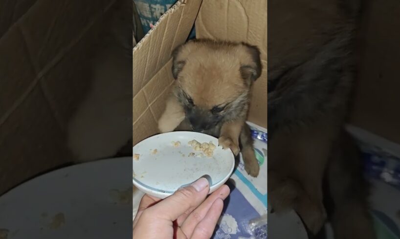 The Poor Little Dog Was Abandoned And Trembled After Being Rescued~