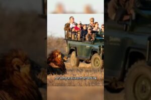 The Reason Why Lions Don't Attack Humans On Safari Vehicle