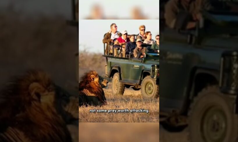 The Reason Why Lions Don't Attack Humans On Safari Vehicle