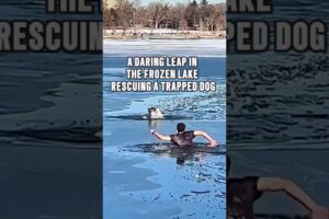 The Seconds of Dog Rescue in the Frozen Lake #animals