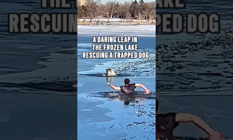 The Seconds of Dog Rescue in the Frozen Lake #animals