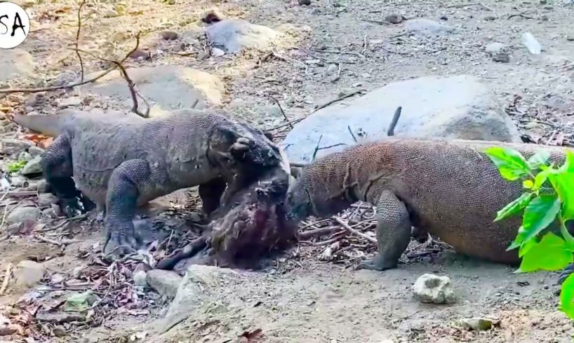 The Terrifying Encounter Between A Komodo Dragon And Its Prey | Animal Fights