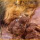 The Tragic Fate Of The Hyena When The Lion Destroyed Whole Family | Wild Animal