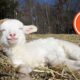 The Very BEST Baby Farm Animals 😍 | FUNNIEST Farm Animals