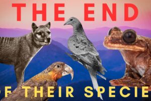 The Very Last of Their Kind - ENDLINGS (Compilation)