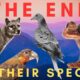 The Very Last of Their Kind - ENDLINGS (Compilation)