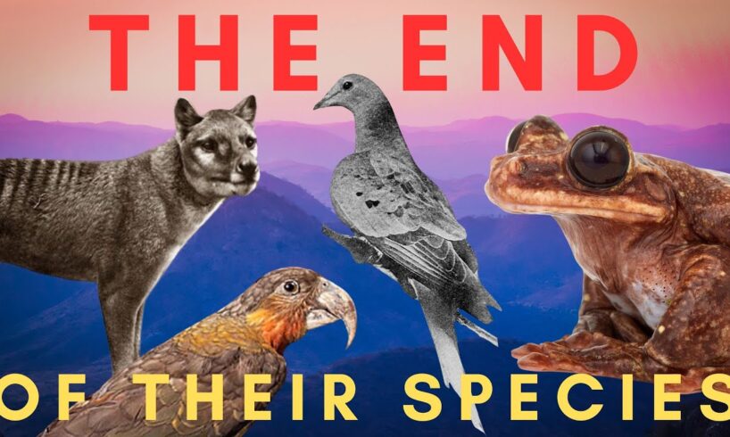 The Very Last of Their Kind - ENDLINGS (Compilation)