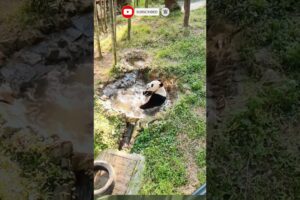 The bear is playing in the water #funny #bear #shorts #cuteanimal