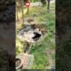 The bear is playing in the water #funny #bear #shorts #cuteanimal