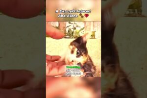 The cat left injured and alone part 1 #furreal #animals #shortsfeed #shortsviral