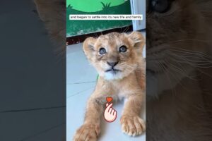 The man adopted an abandoned lion cub #shorts