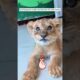 The man adopted an abandoned lion cub #shorts