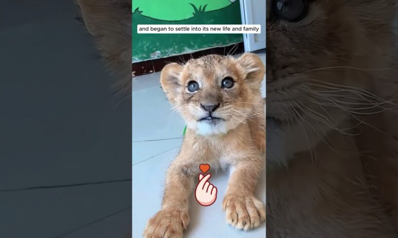 The man adopted an abandoned lion cub #shorts