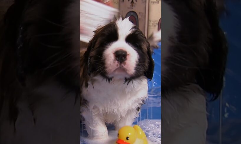 The most adorable St. Bernard puppies take a bath | Too Cute! | Animal Planet