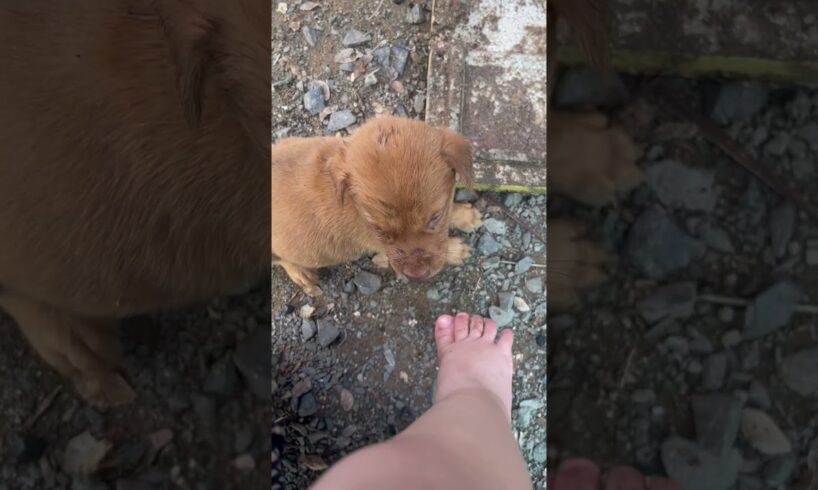 The tiny leg and puppy 🥰 #doodee #animalphotos #cute #animals #lovelypet #dog #puppies #lovely #leg