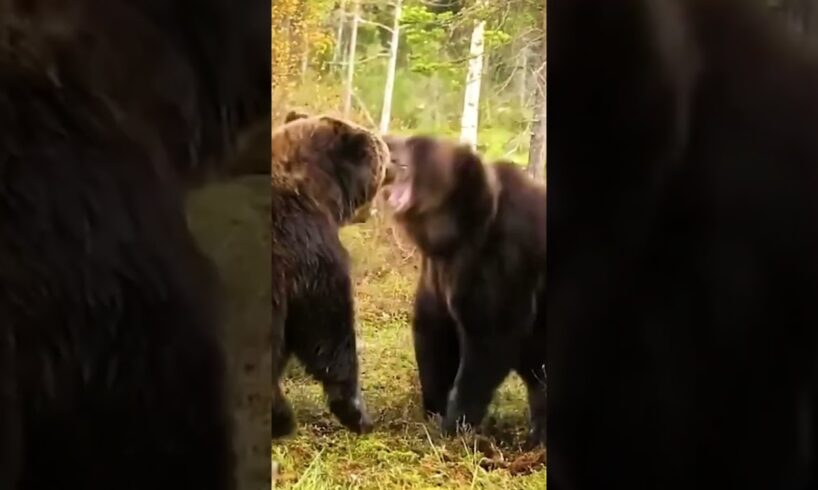 These are the CRAZIEST animal fights you’ll EVER see🤯 #animals #fighting #shorts