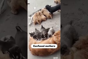 These cute puppies confused their mother #dog #puppy #puppies #feeding #cute #love #shorts #trending